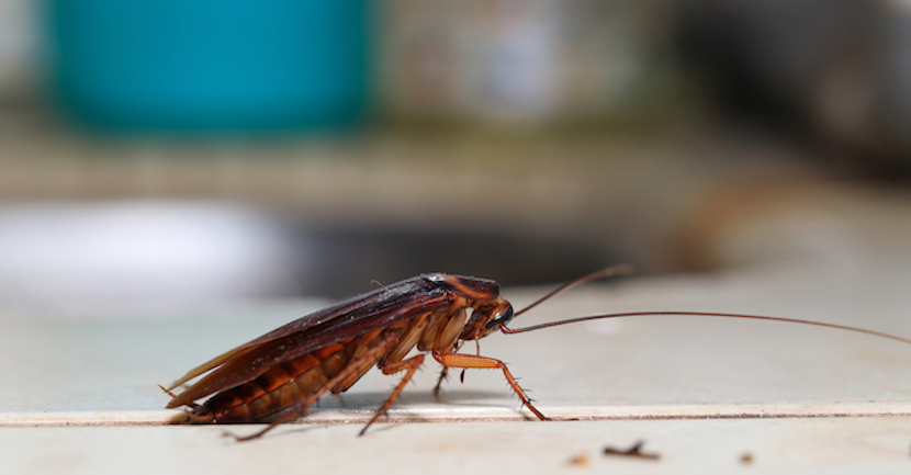 Palmetto Bug Roach